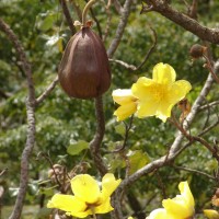 Cochlospermum religiosum (L.) Alston